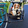 dogs, dog, bicycle, bike_trailer, cycling, outdoor, road, suburban, houses, sky, clouds, sunny, pet, animals, fur, brown_and_white, black_and_white, sitting, transportation, companion