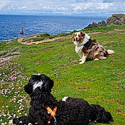 Nanouk a rejoint le concours — aidez-le/la à gagner de superbes lots ! dogs, dog, pets, outdoors, coastline, ocean, seaside, meadow, flowers, green_grass, rocky_shore, blue_sky, clouds, scenic, landscape, harness, leash, sitting, fluffy_fur, travel