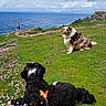 dogs, dog, pets, outdoors, coastline, ocean, seaside, meadow, flowers, green_grass, rocky_shore, blue_sky, clouds, scenic, landscape, harness, leash, sitting, fluffy_fur, travel