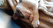 Asha a rejoint le concours — aidez-le/la à gagner de superbes lots ! cat, sleeping, kitten, white_fur, tabby, paw, whiskers, pink_nose, blanket, cozy, indoors, pet, relaxed, cute, portrait, close_up, warm_lighting, couch, resting, nap