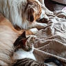 Asha a rejoint le concours — aidez-le/la à gagner de superbes lots ! dog, cat, pets, animal, pet_friendship, cuddling, sleeping, resting, fluffy, striped_cat, white_dog, brown_and_white, blanket, bed, cozy, indoors, window, sunlight, relaxed, companions
