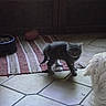 Prisha participe au concours pour gagner de l'argent avec cette photo : kitten, cat, dog, pet, animal, fluffy_dog, gray_cat, white_dog, indoor, tile_floor, rug, food_bowl, home, living_room, walking, standing, fur, pets_together, candid, animal_portrait
