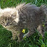 Prisha a rejoint le concours — aidez-le/la à gagner de superbes lots ! cat, kitten, gray_fur, fluffy, long_hair, animal, pet, outdoors, grass, garden, dandelions, yellow_flowers, greenery, nature, whiskers, ears, eyes, standing, walking, portrait