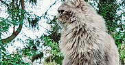 Prisha participe au concours pour gagner de l'argent avec cette photo : cat, fluffy_cat, long_hair, gray_cat, animal, pet, feline, whiskers, ears, tail, paws, sitting, outdoor, forest, trees, greenery, nature, portrait, close_up, fur