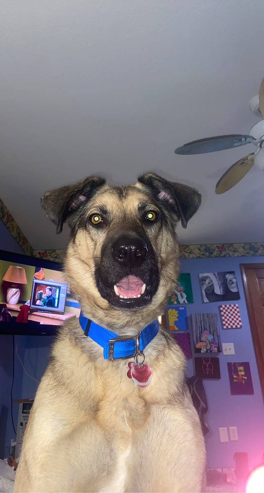 Jaxs is registered to the contest to win money with this photo: canidae, carnivore, ceiling_fan, collar, companion_dog, dog, dog_breed, dog_collar, fawn, fur, guard_dog, leash, mechanical_fan, picture_frame, puppy, snout, sporting_group, whiskers, working_animal, working_dog