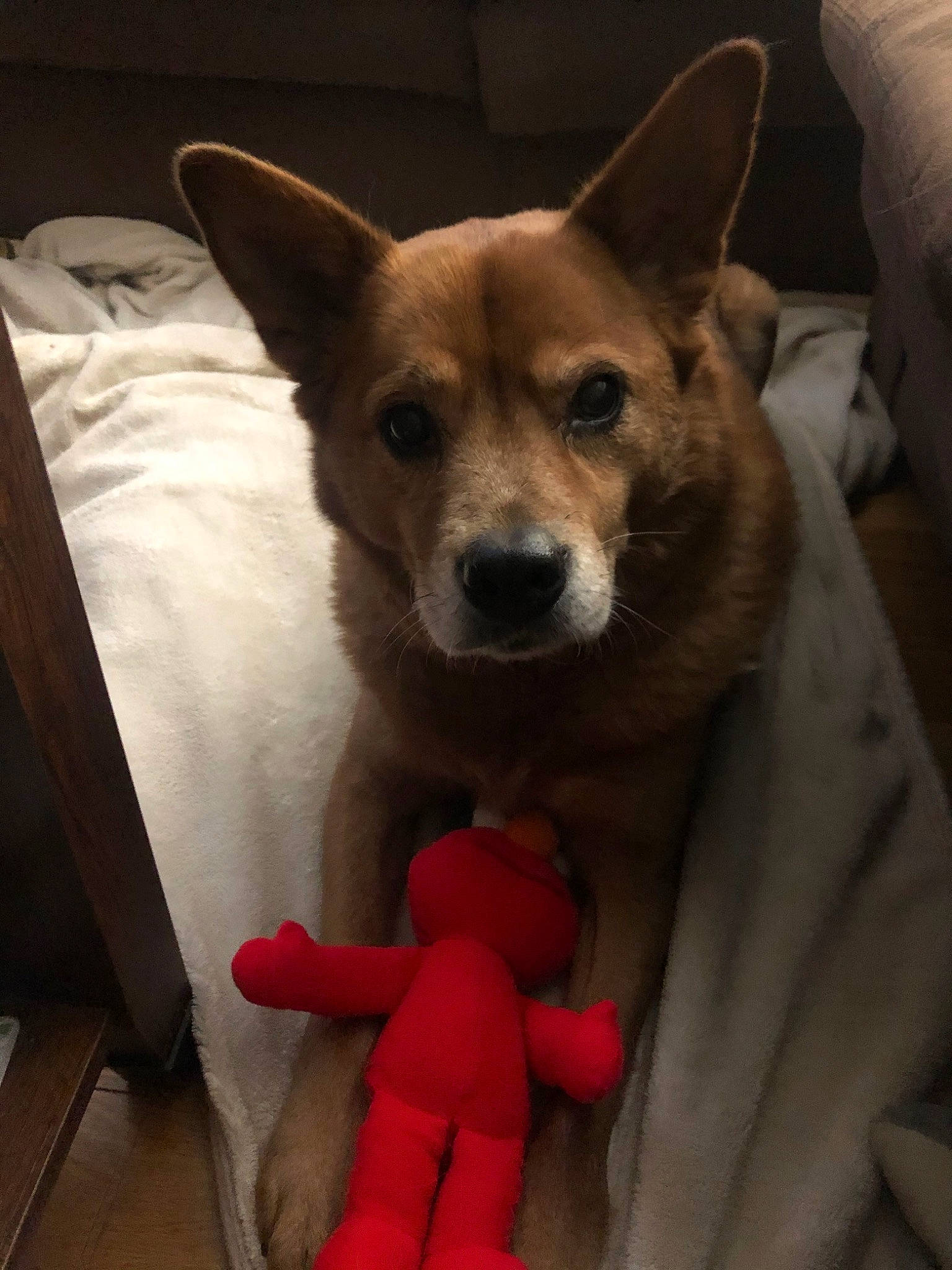 Maggie joined the competition — help win amazing prizes! canidae, carnivore, corgi_chihuahua, dog, dog_breed, mammal, non_sporting_group, norwegian_lundehund, puppy, rare_breed_dog, snout, vertebrate, whiskers, wolfdog, working_dog