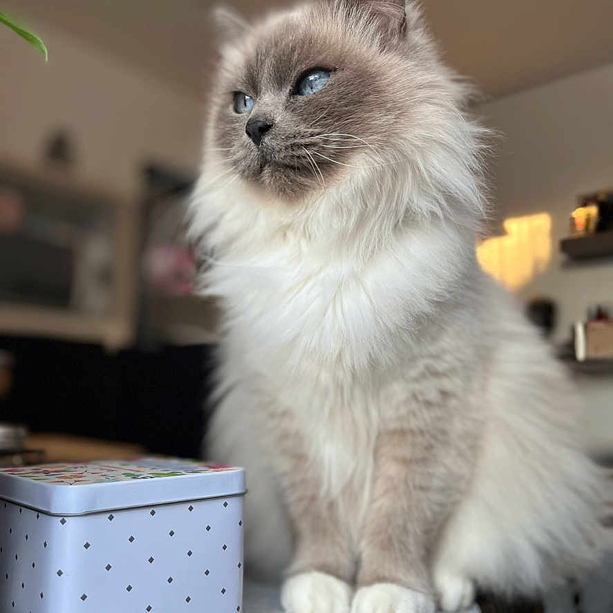 Hoolie a rejoint le concours — aidez-le/la à gagner de superbes lots ! animal, blue_eyes, cat, closeup, cozy, cute, domestic, feline, fluffy, fur, furniture, home, indoor, pet, portrait, sitting, soft_light, table, tin_box, whiskers