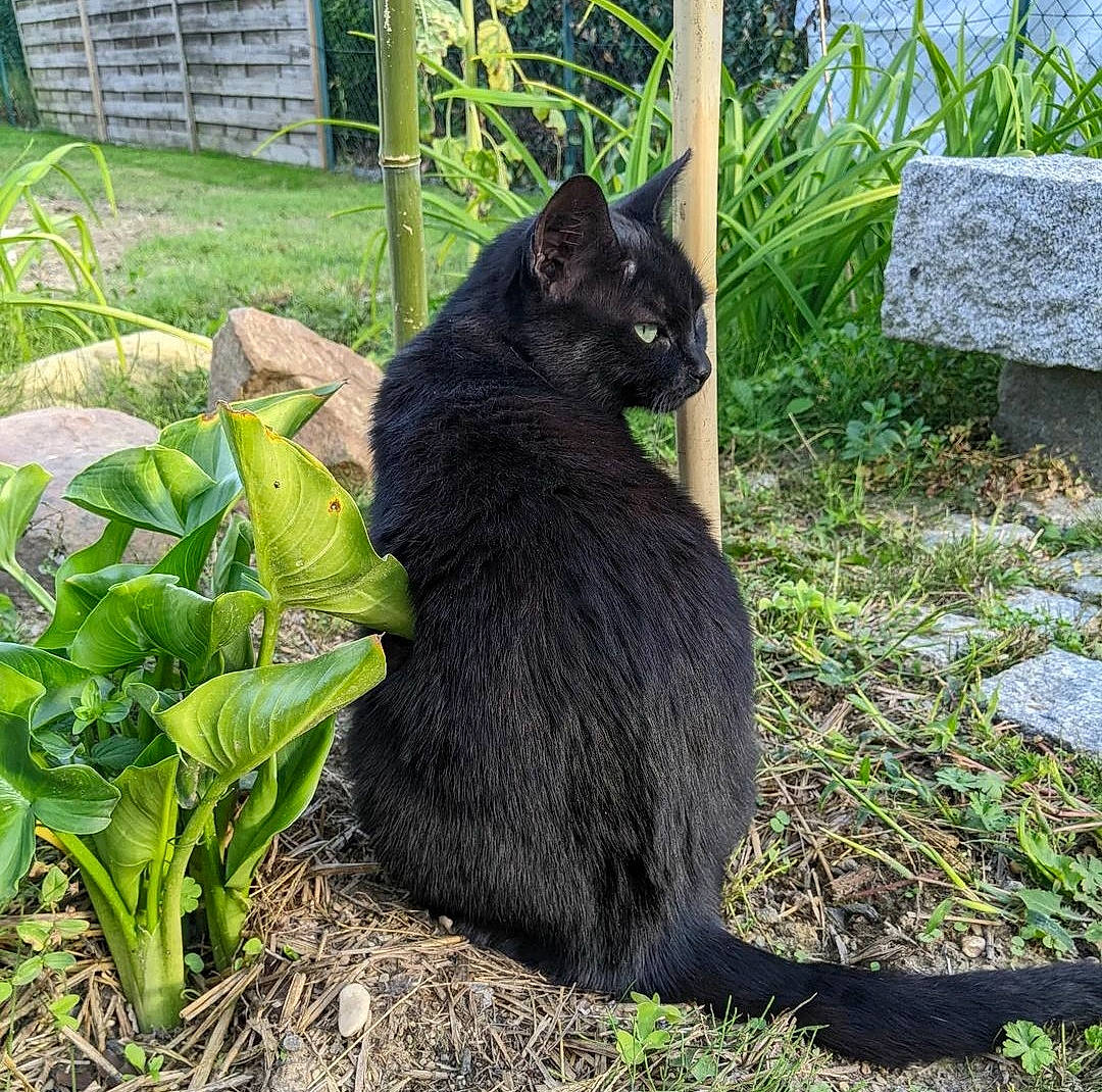 Manmzel participe au concours pour gagner de l'argent avec cette photo : black_cat, bombay, carnivore, cat, domestic_short_haired_cat, felidae, fur, garden, grass, groundcover, herb, plant, shrub, small_to_medium_sized_cats, snout, soil, tail, terrestrial_animal, terrestrial_plant, whiskers