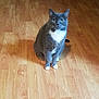 animal, calm, cat, cute, domestic_cat, feline, flooring, fur, gray_cat, green_eyes, house, indoor, looking, mammal, pet, portrait, sitting, whiskers, white_paws, wooden_floor