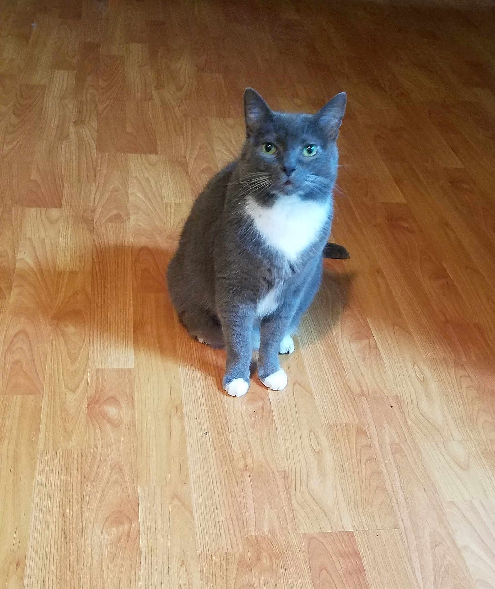 Mitz