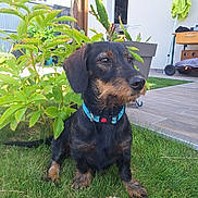 Venus participe au concours pour gagner de l'argent avec cette photo : dog, puppy, black_and_tan, scruffy, sitting, garden, backyard, grass, outdoor, pet, collar, blue_collar, toy, plush_toy, plants, leaves, patio, house, window, umbrella