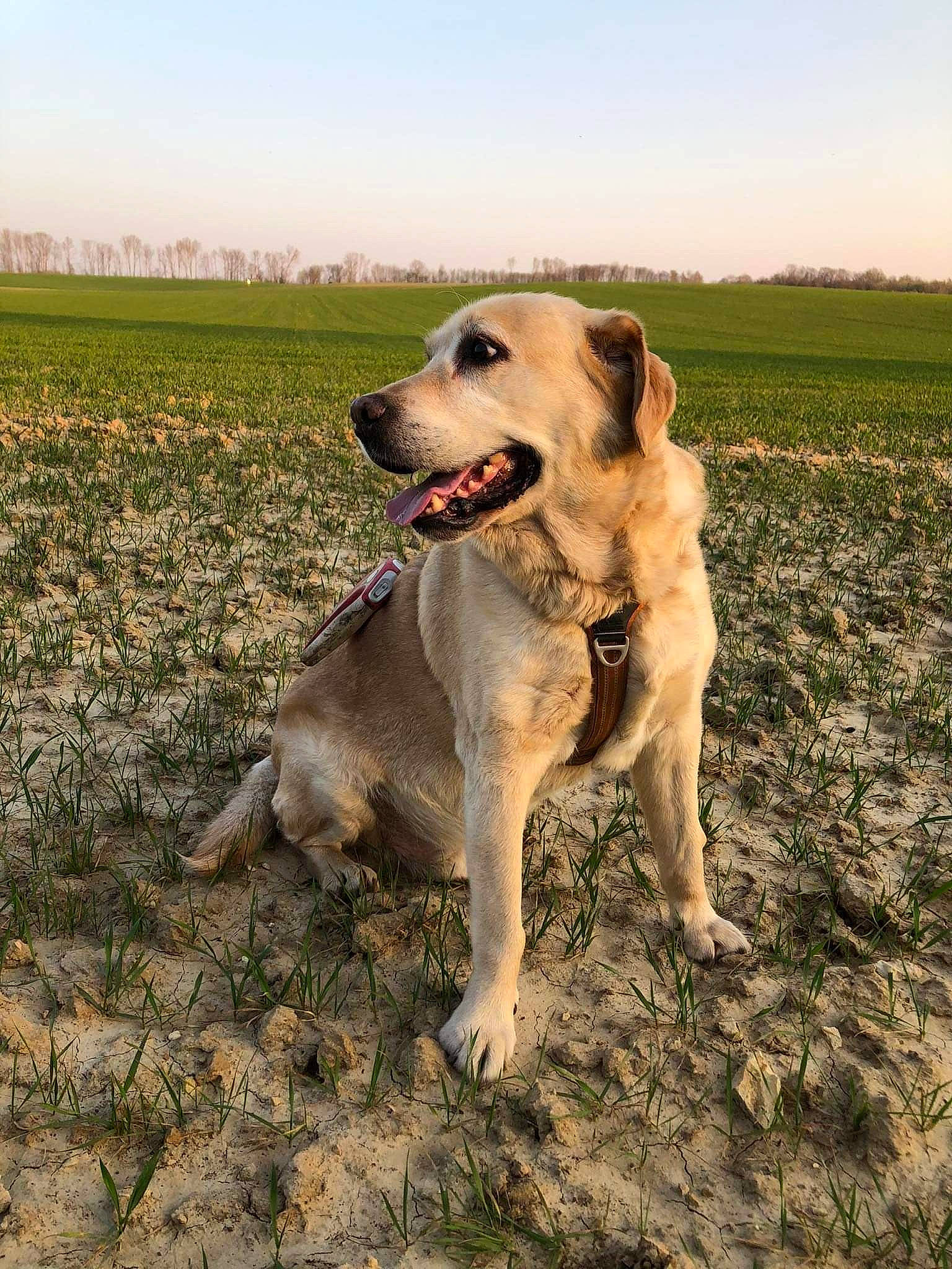 Doogy participe au concours pour gagner de l'argent avec cette photo : agriculture, carnivore, collar, companion_dog, dog, dog_breed, dog_collar, grass, grassland, gun_dog, happy, horizon, landscape, plant, prairie, sky, soil, tail, working_animal, working_dog