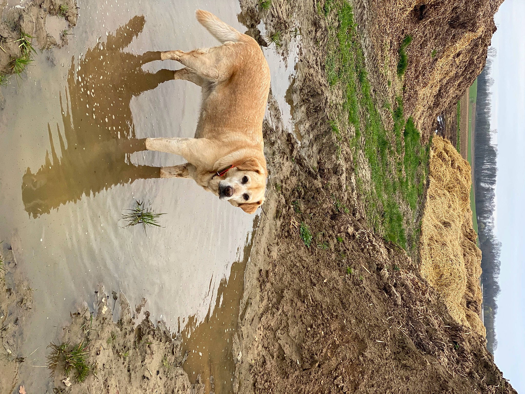 Doogy participe au concours pour gagner de l'argent avec cette photo : bedrock, carnivore, dog, dog_breed, fawn, fur, grass, landscape, plant, rock, shadow, sky, soil, sporting_group, tail, tree, trunk, water, wildlife, wood