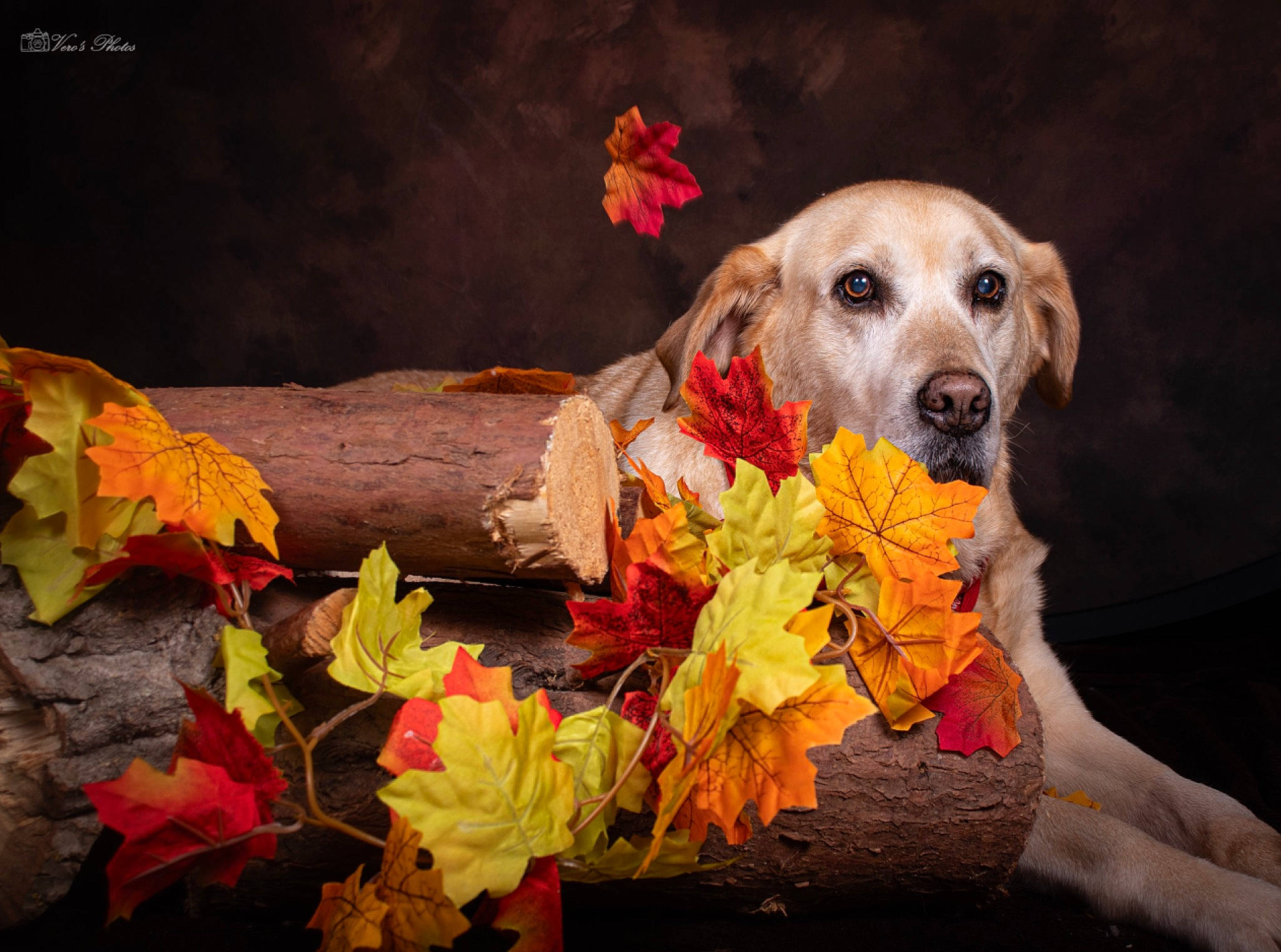 Doogy participe au concours pour gagner de l'argent avec cette photo : canidae, carnivore, companion_dog, cut_flowers, dog, dog_breed, dog_supply, event, fawn, flower, flower_arranging, grass, orange, petal, plant, snout, sporting_group, still_life_photography, tree, wood
