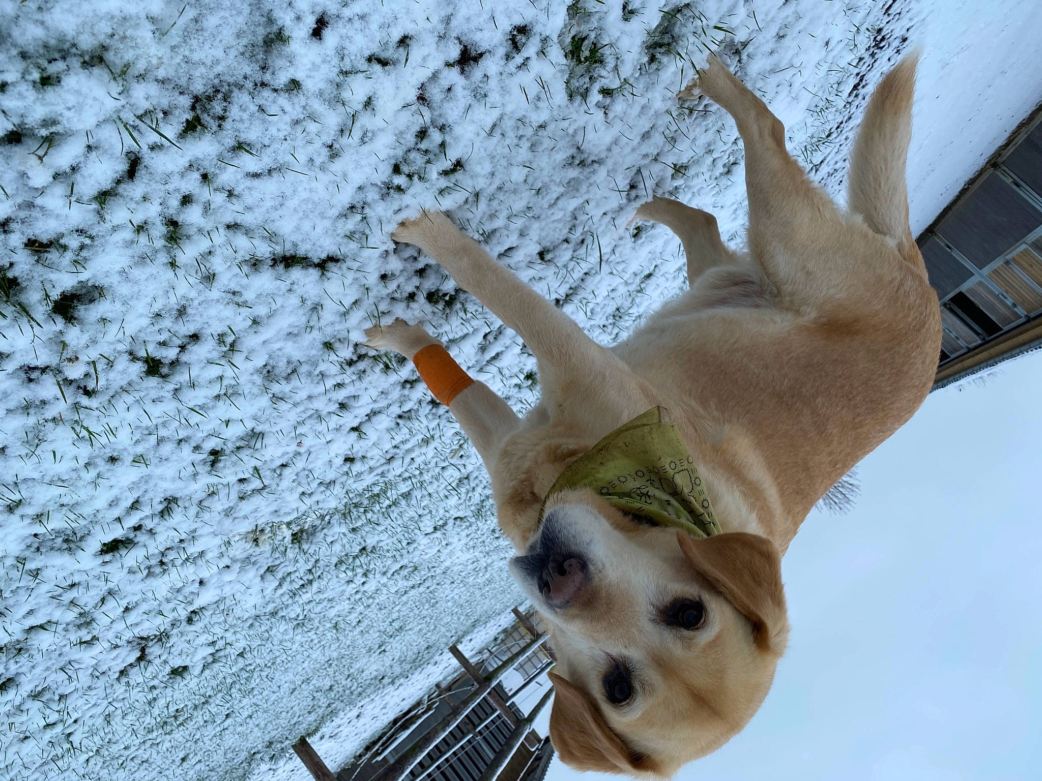 Doogy a rejoint le concours — aidez-le/la à gagner de superbes lots ! canidae, carnivore, collar, companion_dog, dog, dog_breed, dog_collar, fawn, paw, pet_supply, sky, snout, snow, sporting_group, tail, terrestrial_animal, toy_dog, wing, winter, working_animal