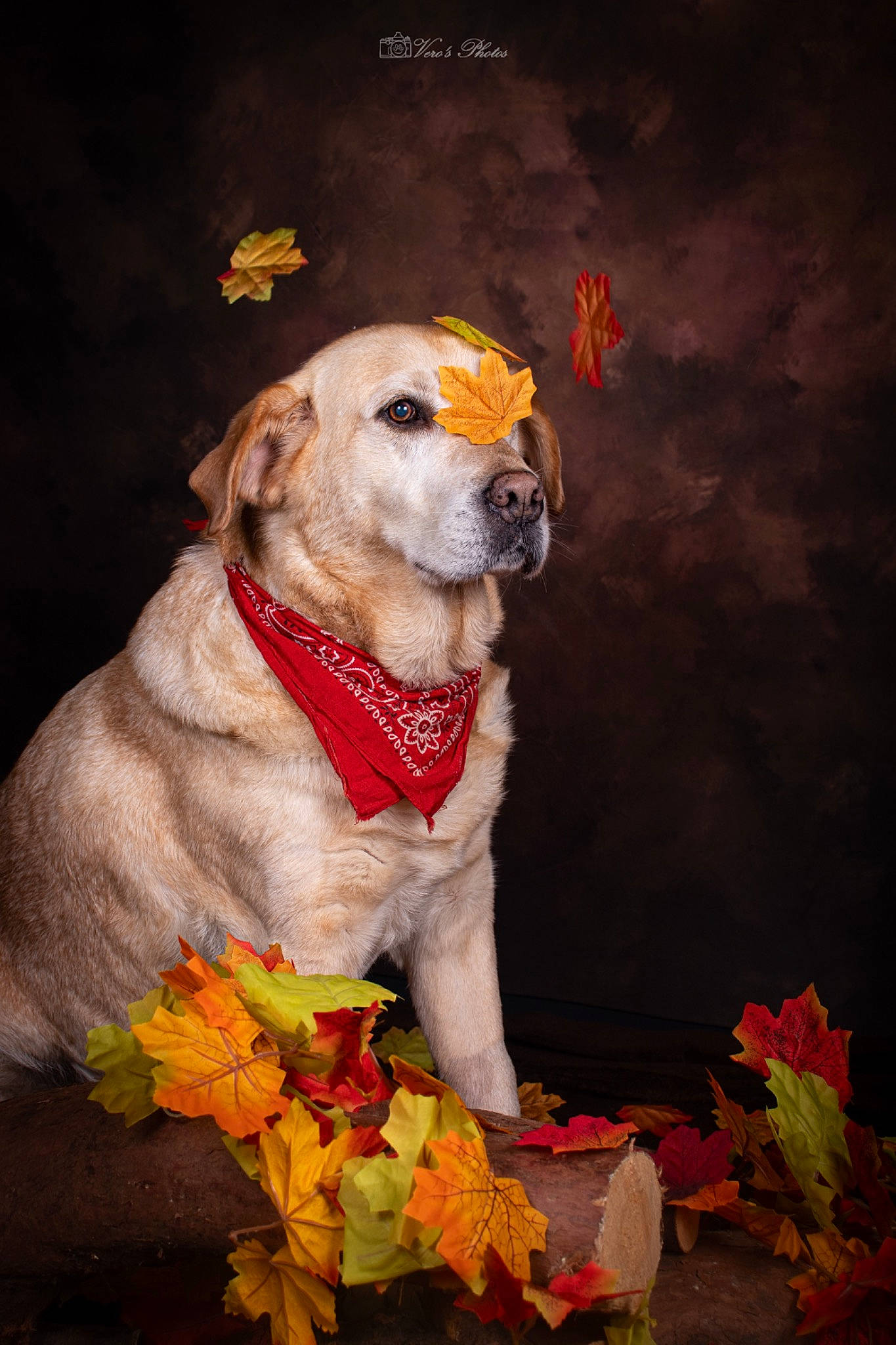 Doogy a rejoint le concours — aidez-le/la à gagner de superbes lots ! art, carnivore, collar, companion_dog, cut_flowers, dog, dog_breed, dog_collar, dog_supply, fawn, floral_design, flower, flower_arranging, pet_supply, petal, plant, sporting_group, still_life_photography, whiskers, working_animal