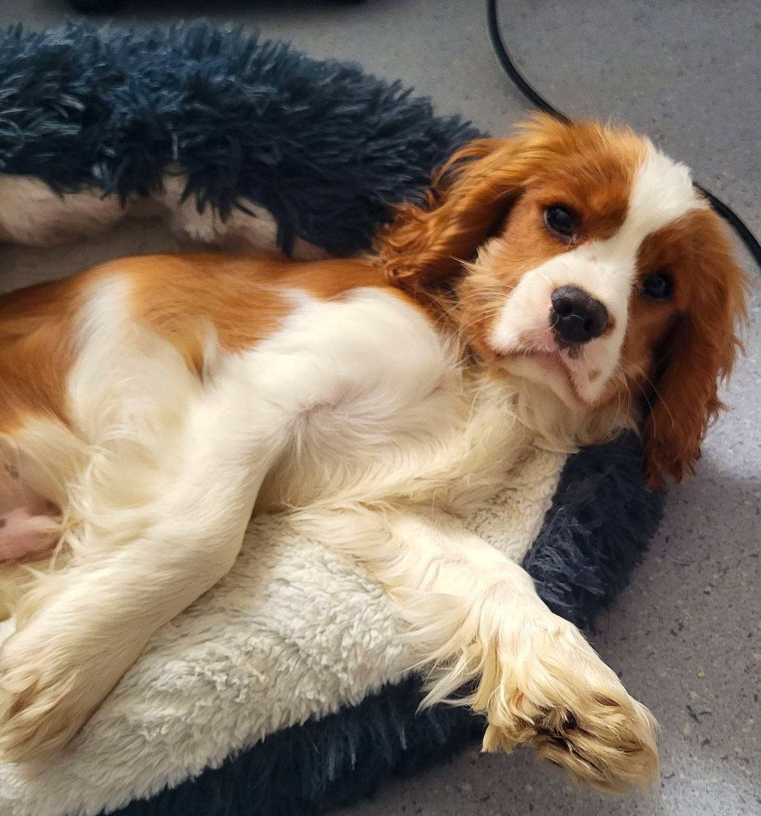 Tapioca a rejoint le concours — aidez-le/la à gagner de superbes lots ! bored, canidae, carnivore, cavalier_king_charles_spaniel, collar, companion_dog, dog, dog_breed, fur, king_charles_spaniel, liver, snout, spaniel, sporting_group, tail, terrestrial_animal, toy_dog, whiskers, working_animal, working_dog