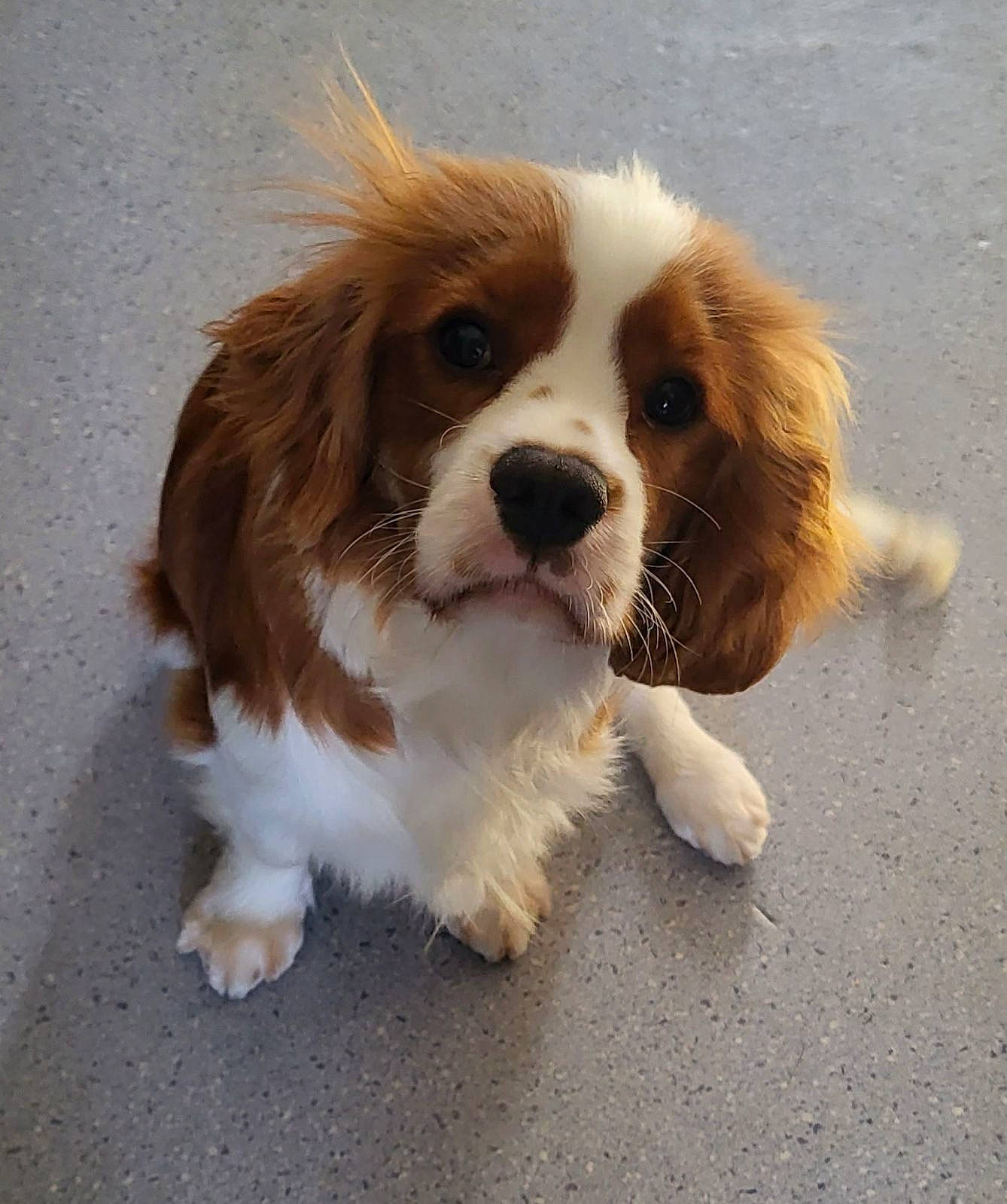 Tapioca participe au concours pour gagner de l'argent avec cette photo : canidae, carnivore, cavalier_king_charles_spaniel, companion_dog, dog, dog_breed, fawn, fur, king_charles_spaniel, liver, snout, sporting_group, terrestrial_animal, toy_dog, whiskers, working_dog