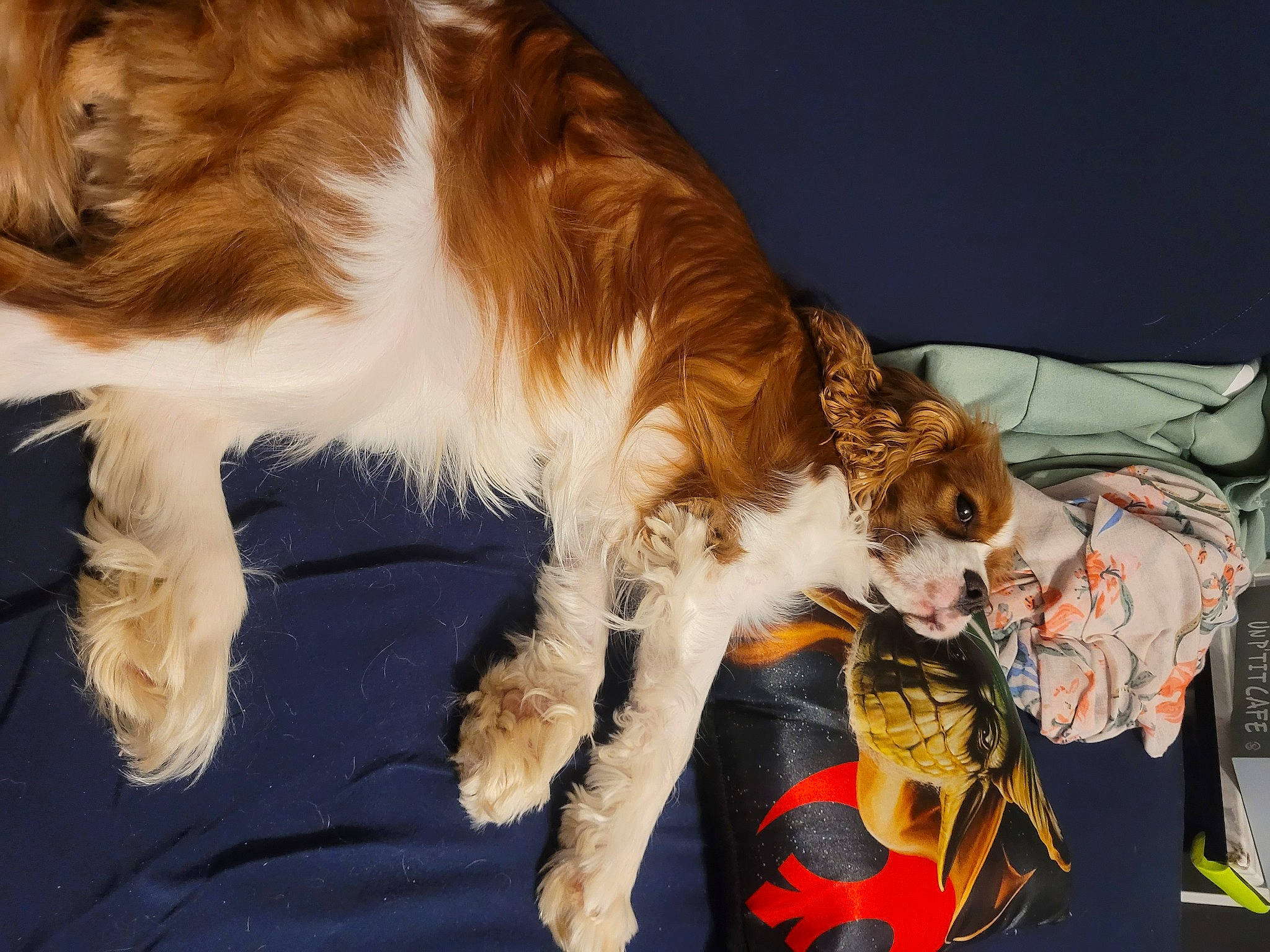 Tapioca participe au concours pour gagner de l'argent avec cette photo : borzoi, canidae, carnivore, collar, companion_dog, dog, dog_breed, event, fawn, felidae, fur, liver, rough_collie, sighthound, silken_windhound, small_to_medium_sized_cats, snout, sporting_group, tail, whiskers