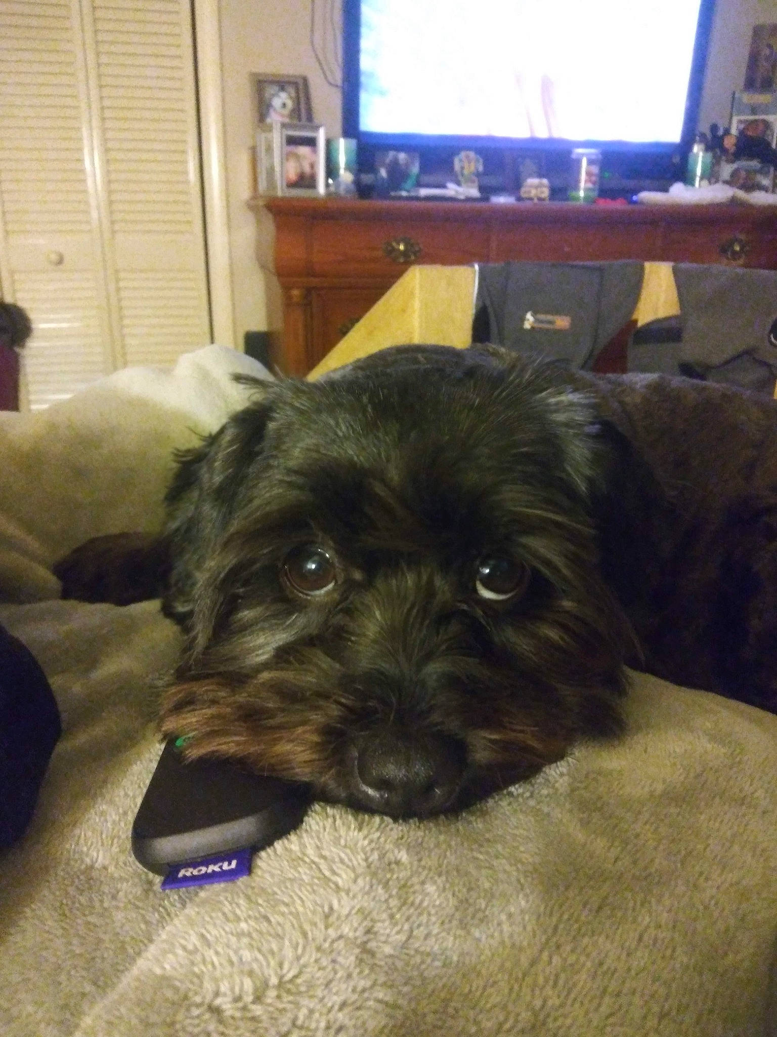 Mogley is registered to the contest to win money with this photo: canidae, carnivore, comfort, companion_dog, computer_monitor, display_device, dog, dog_breed, flooring, fur, led_backlit_lcd_display, picture_frame, small_terrier, snout, sporting_group, television, television_set, terrier, toy_dog, working_animal