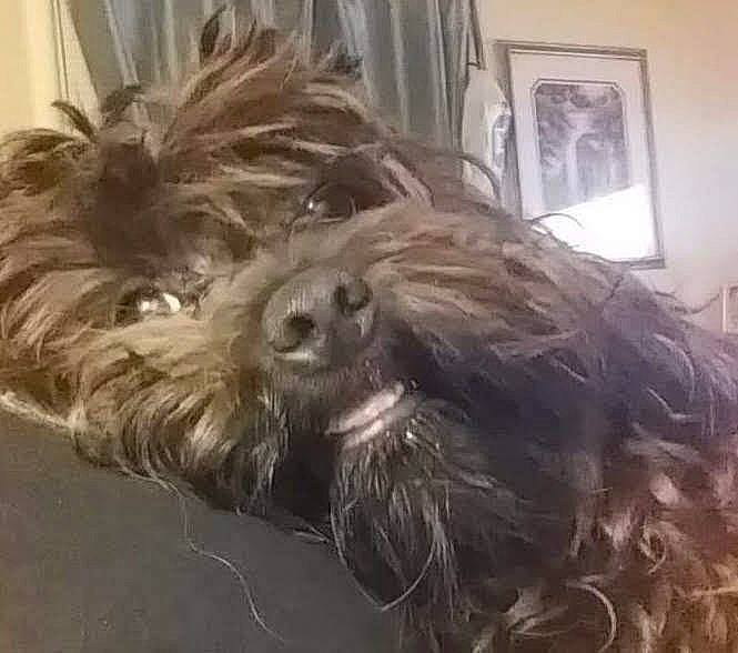 Mogley is registered to the contest to win money with this photo: biewer_terrier, canidae, carnivore, catalan_sheepdog, companion_dog, dog, dog_breed, fictional_character, fur, liver, picture_frame, sapsali, small_terrier, snout, sporting_group, tail, terrier, toy_dog, whiskers, working_animal