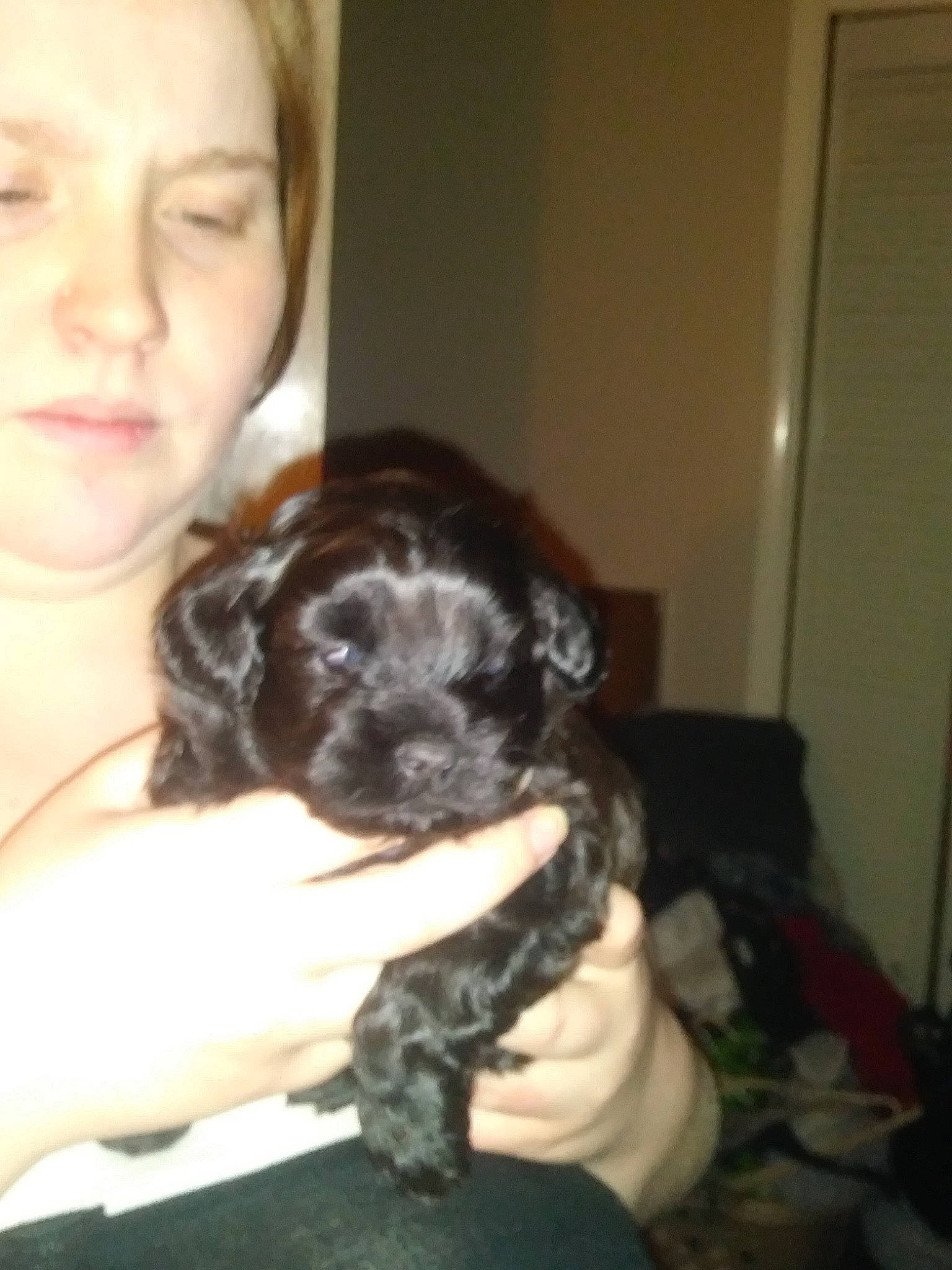 Mogley joined the competition — help win amazing prizes! bathing, canidae, carnivore, companion_dog, dog, dog_breed, ear, fawn, felidae, fur, liver, nose, puppy_love, small_to_medium_sized_cats, snout, spaniel, sporting_group, terrier, toy_dog, whiskers