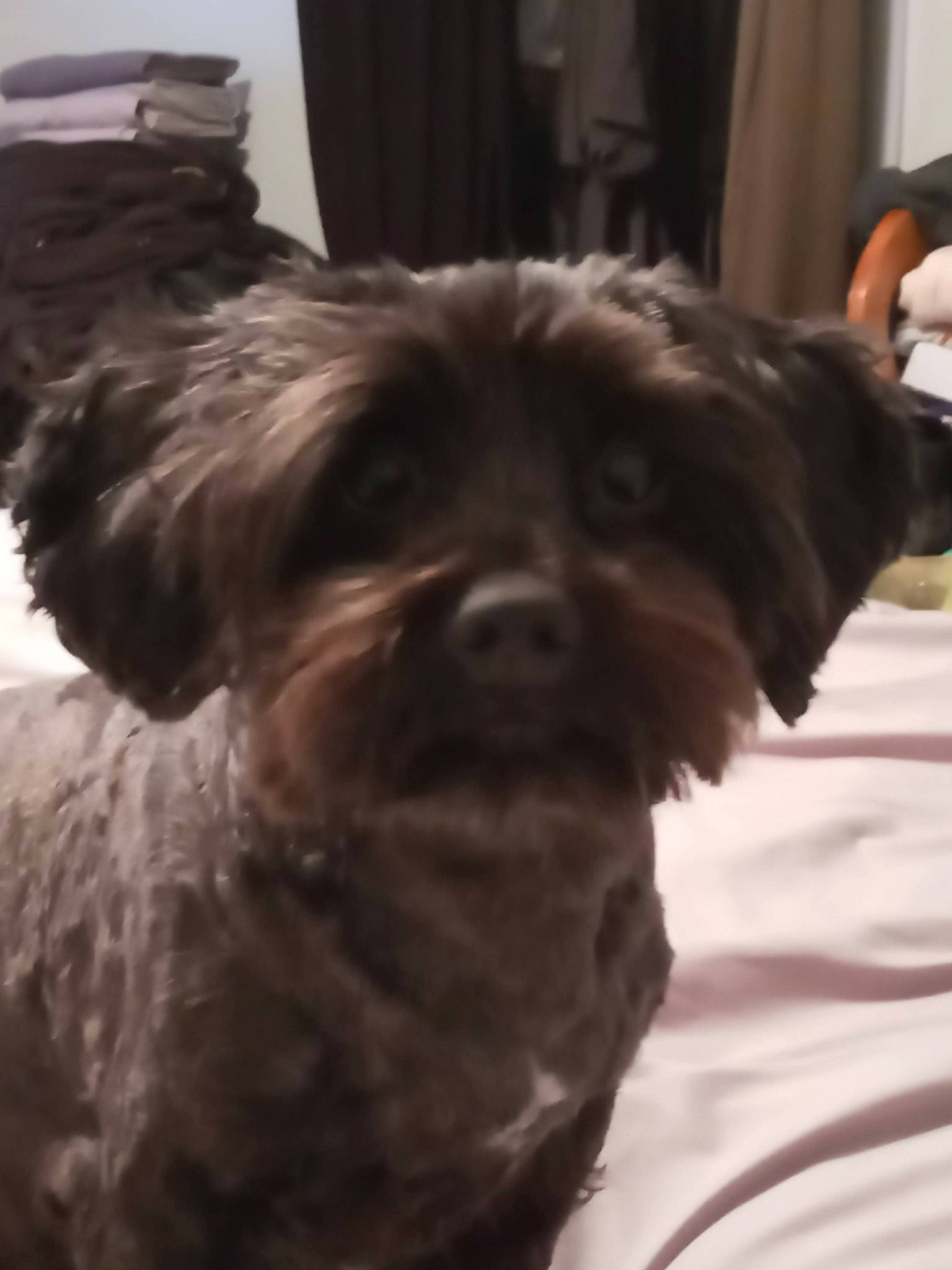 Mogley joined the competition — help win amazing prizes! canidae, carnivore, cockapoo, companion_dog, dog, dog_breed, fur, liver, maltepoo, non_sporting_group, poodle_crossbreed, puppy, small_terrier, sporting_group, terrestrial_animal, terrier, toy_dog, working_animal