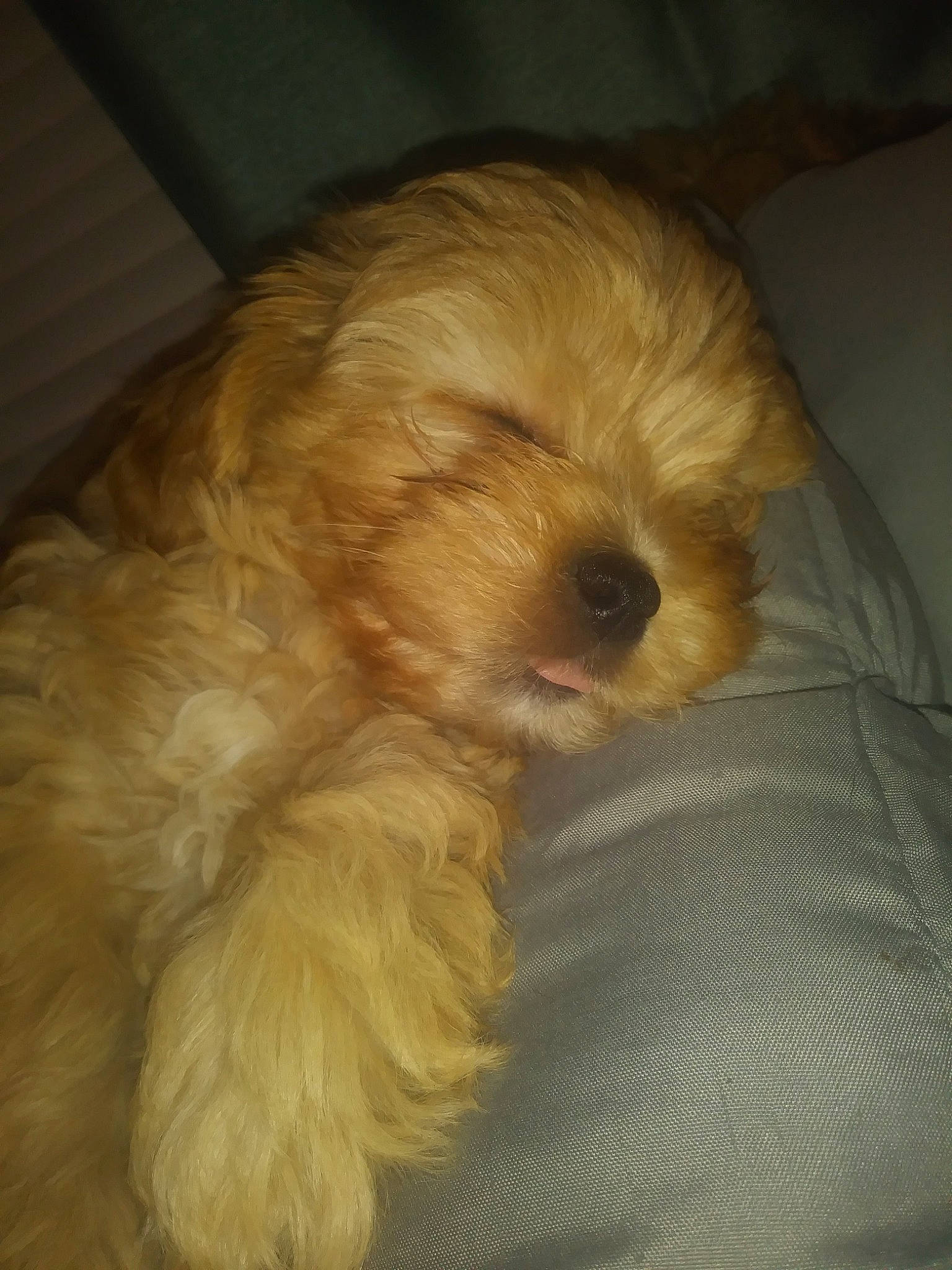 Winnie joined the competition — help win amazing prizes! carnivore, cockapoo, comfort, companion_dog, dog, dog_breed, fawn, fur, liver, poodle_crossbreed, puppy_love, shih_poo, small_terrier, snout, sporting_group, tail, terrier, toy_dog, whiskers, working_animal