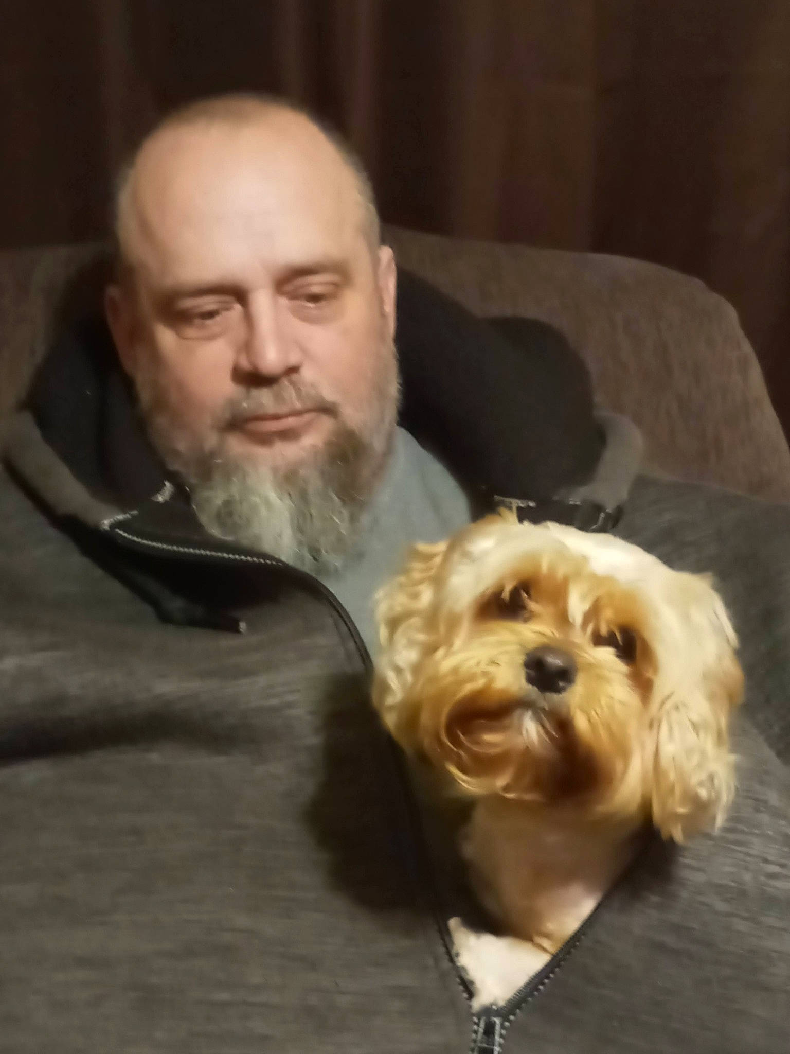 Winnie joined the competition — help win amazing prizes! beard, canidae, carnivore, chewbacca, companion_dog, dog, dog_breed, event, facial_hair, formal_wear, fur, liver, moustache, small_terrier, snout, sporting_group, terrier, toy_dog, working_animal, wrinkle