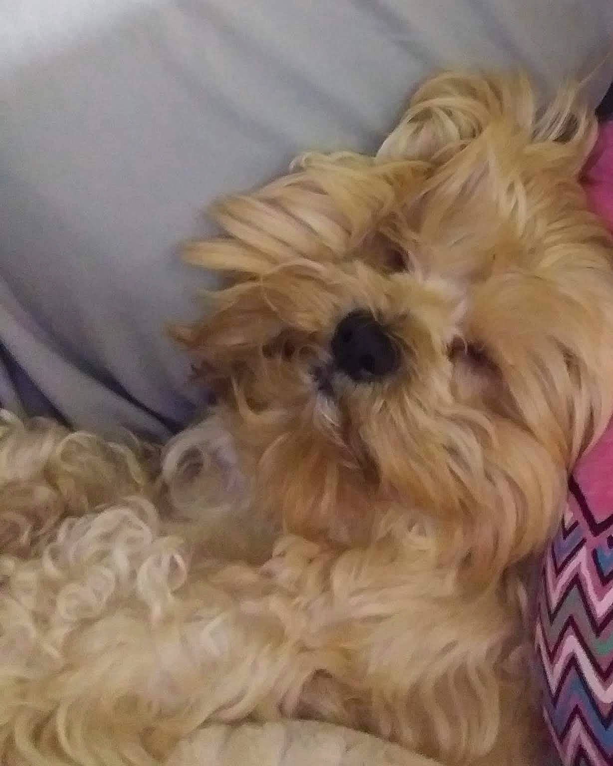 Winnie is registered to the contest to win money with this photo: canidae, carnivore, companion_dog, dog, dog_breed, dog_supply, firefighter, fur, liver, maltepoo, non_sporting_group, pattern, shih_poo, small_terrier, snout, sporting_group, terrier, toy_dog, working_animal, yorkipoo