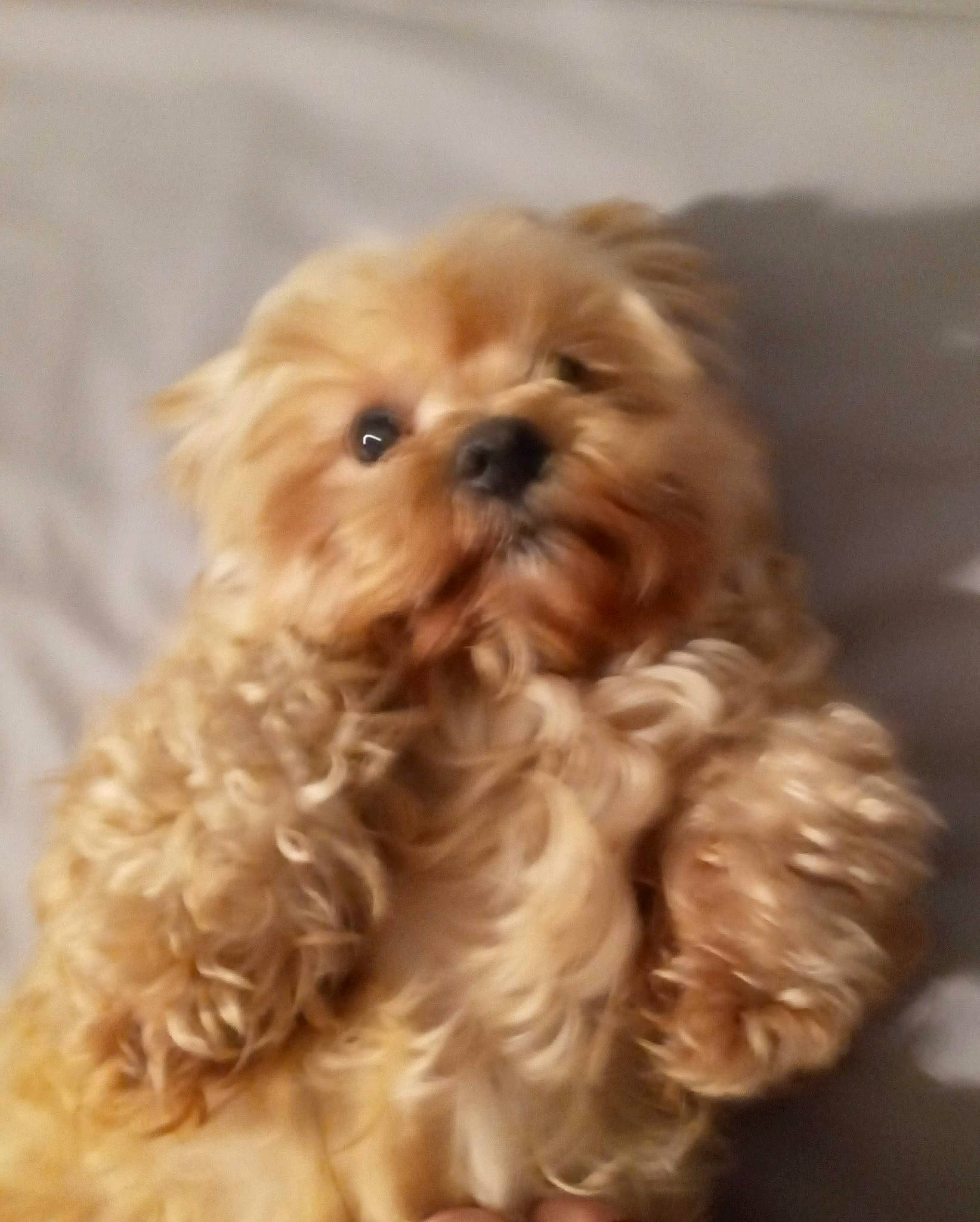 Winnie joined the competition — help win amazing prizes! brown_hair, canidae, carnivore, companion_dog, dog, dog_breed, fawn, fur, liver, maltepoo, puppy_love, small_terrier, snout, sporting_group, terrier, toy_dog, water_dog, whiskers, working_animal, yorkipoo