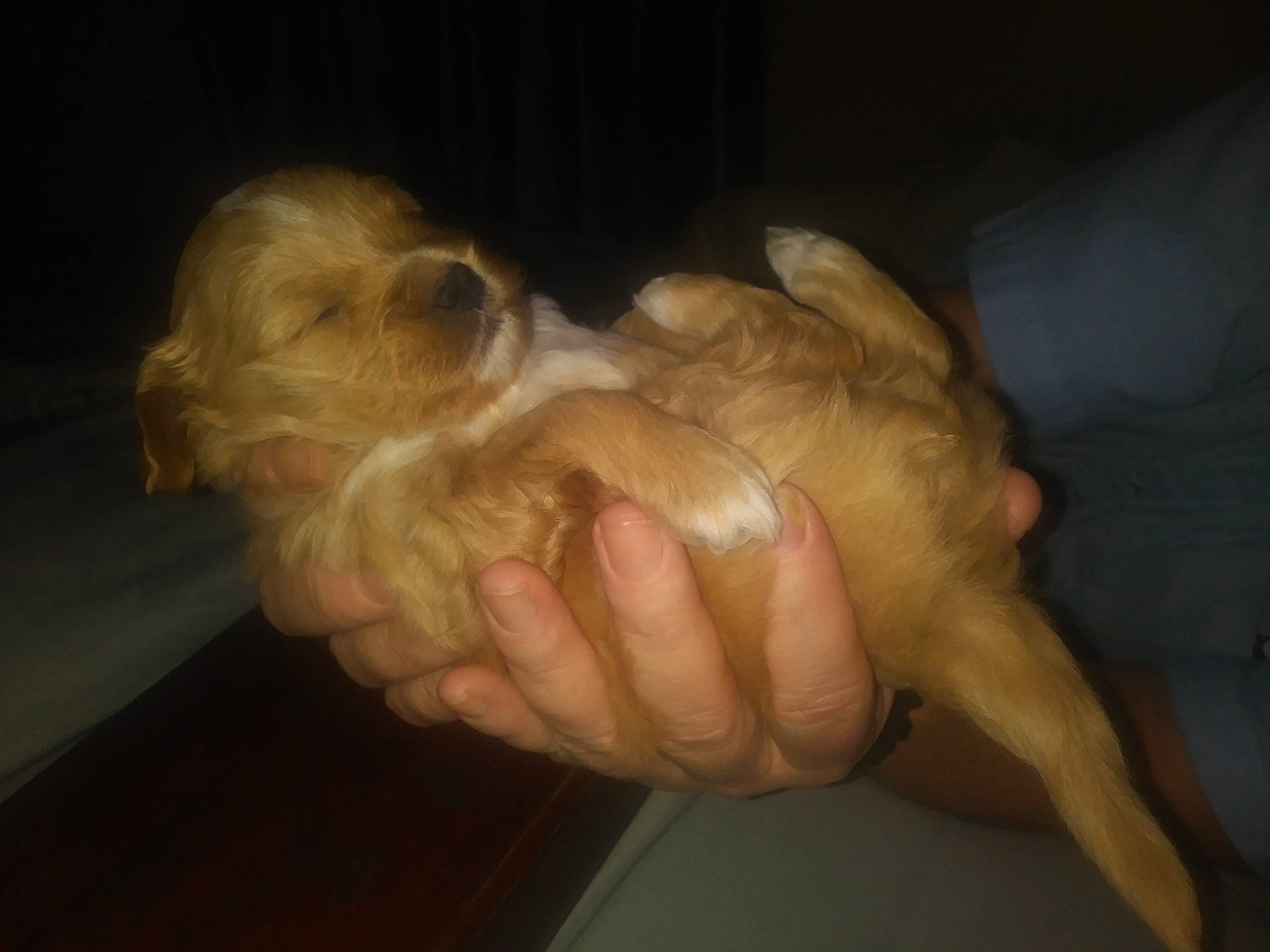 Pooh joined the competition — help win amazing prizes! art, canidae, carnivore, companion_dog, dog, dog_breed, ear, fawn, fur, gesture, liver, nail, paw, snout, sporting_group, tail, terrier, toy_dog, working_animal, wrinkle