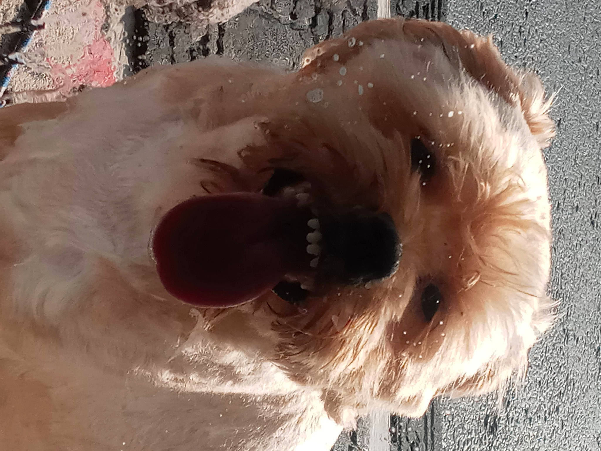 Pooh is registered to the contest to win money with this photo: art, canidae, circle, companion_dog, dog, dog_breed, fawn, fur, paw, small_terrier, snout, sporting_group, tail, teddy_bear, terrier, toy_dog, whiskers, working_animal