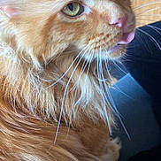 T'Choupi participe au concours pour gagner de l'argent avec cette photo : cat, orange_cat, fluffy_fur, green_eyes, whiskers, tongue_out, close_up, indoor, pet, animal, feline, cute, playful, domestic_cat, closeup, fur_texture, relaxed, portrait, house_pet, mammal