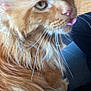 cat, orange_cat, fluffy_fur, green_eyes, whiskers, tongue_out, close_up, indoor, pet, animal, feline, cute, playful, domestic_cat, closeup, fur_texture, relaxed, portrait, house_pet, mammal