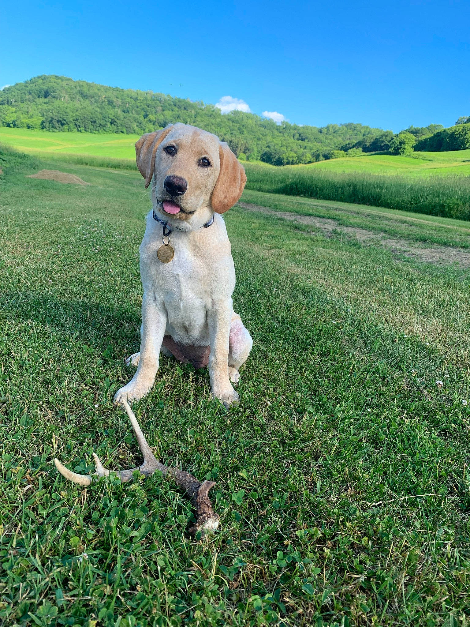 Kimber is registered to the contest to win money with this photo: carnivore, collar, companion_dog, dog, dog_breed, dog_collar, fawn, grass, grassland, gun_dog, happy, landscape, lawn, leash, meadow, people_in_nature, pet_supply, plant, sky, tree