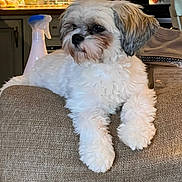 Stewie joined the competition — help win amazing prizes! dog, fluffy, white, gray, couch, indoor, pet, animal, furniture, lamp, kitchen, teapot, spray_bottle, relaxed, cute, small_dog, home, cozy, fur, lying_down