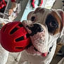 Tater is registered to the contest to win money with this photo: dog, red_ball, pet, indoor, close_up, playful, white_dog, brown_patch, toy, living_room, carpet, christmas_wreath, holiday_decor, door, collar, snout, whiskers, cute, animal, domestic
