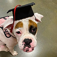 Tater is registered to the contest to win money with this photo: dog, puppy, graduation_cap, pet, white_dog, brown_patch, pink_harness, indoor, floor, looking_up, close_up, animal, cute, ears, snout, whiskers, black_nose, young_dog, portrait, funny