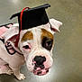 dog, puppy, graduation_cap, pet, white_dog, brown_patch, pink_harness, indoor, floor, looking_up, close_up, animal, cute, ears, snout, whiskers, black_nose, young_dog, portrait, funny