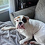 Tater joined the competition — help win amazing prizes! dog, white_dog, bulldog, pet, animal, indoor, blanket, couch, cozy, window, natural_light, relaxed, paw, face, ears, fur, resting, home, furniture, curtain
