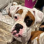 dog, white_dog, brown_patch, black_patch, pink_crown, pet, indoor, wooden_floor, kitchen, canine, close_up, animal, companion, adorable, muzzle, ears, collar, domestic, furry, cute
