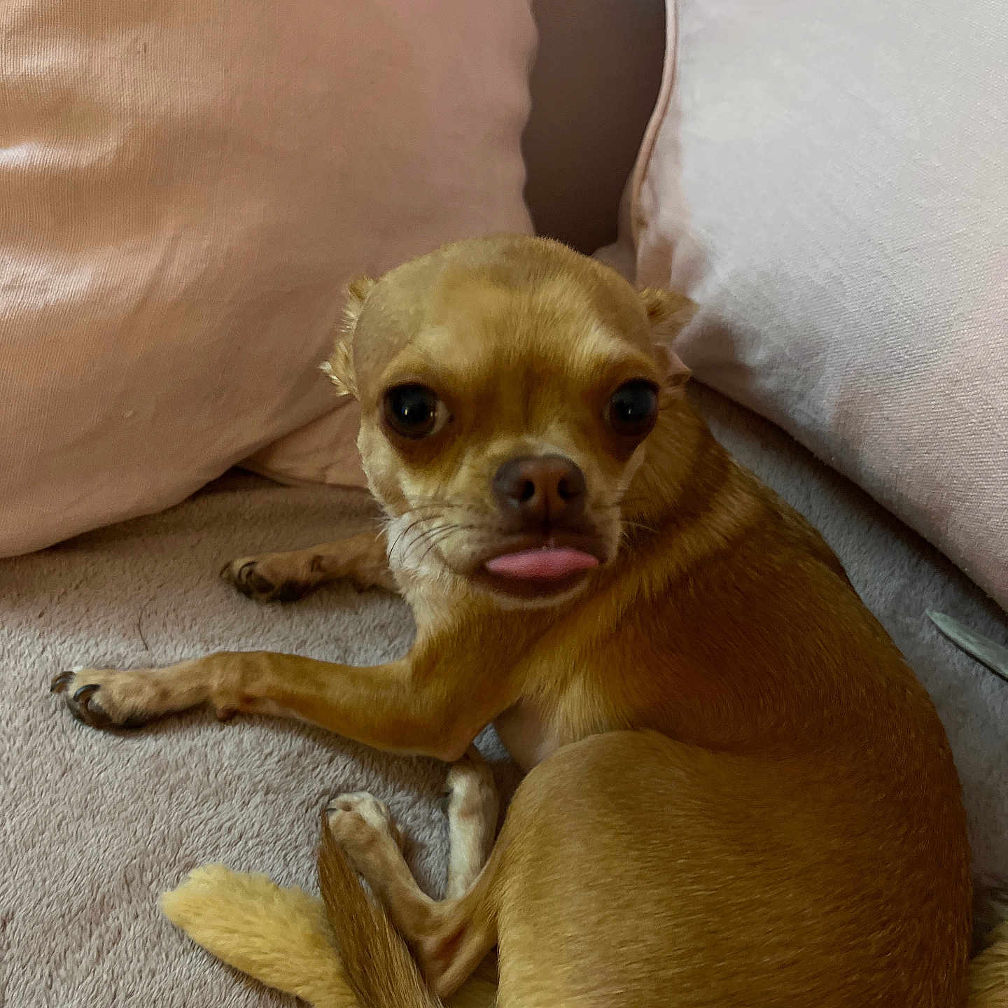 Willow a rejoint le concours — aidez-le/la à gagner de superbes lots ! dog, small_dog, brown_dog, pet, tongue_out, cute, indoor, cushion, soft_surface, resting, animal, fur, canine, companion, domestic_animal, relaxed, looking_at_camera, close_up, paw, tail