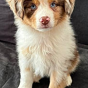 Bailey a rejoint le concours — aidez-le/la à gagner de superbes lots ! dog, puppy, australian_shepherd, blue_eyes, fur, nose, paws, sitting, couch, sofa, pillow, indoor, portrait, close_up, cute, pet, whiskers, attentive, domestic_animal, soft_texture