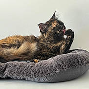 Ushuaia participe au concours pour gagner de l'argent avec cette photo : cat, tortoiseshell, pet_bed, licking, feline, fur, whiskers, ear, paw, animal, cute, resting, indoor, cozy, tongue, relaxed, mammal, domestic, furry, soft