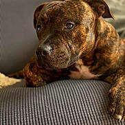 Aiko a rejoint le concours — aidez-le/la à gagner de superbes lots ! dog, brindle, close_up, portrait, couch, indoor, pet, animal, relaxed, resting, paw, fur, snout, nose, ears, domestic_animal, canine, companion, home, furniture