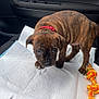 puppy, dog, brindle, red_collar, toy, rope_toy, car_interior, car_door, seat, absorbent_pad, pet, young_dog, animal, cute, looking_up, floor_covering, playful, indoor, vehicle, pet_accessory