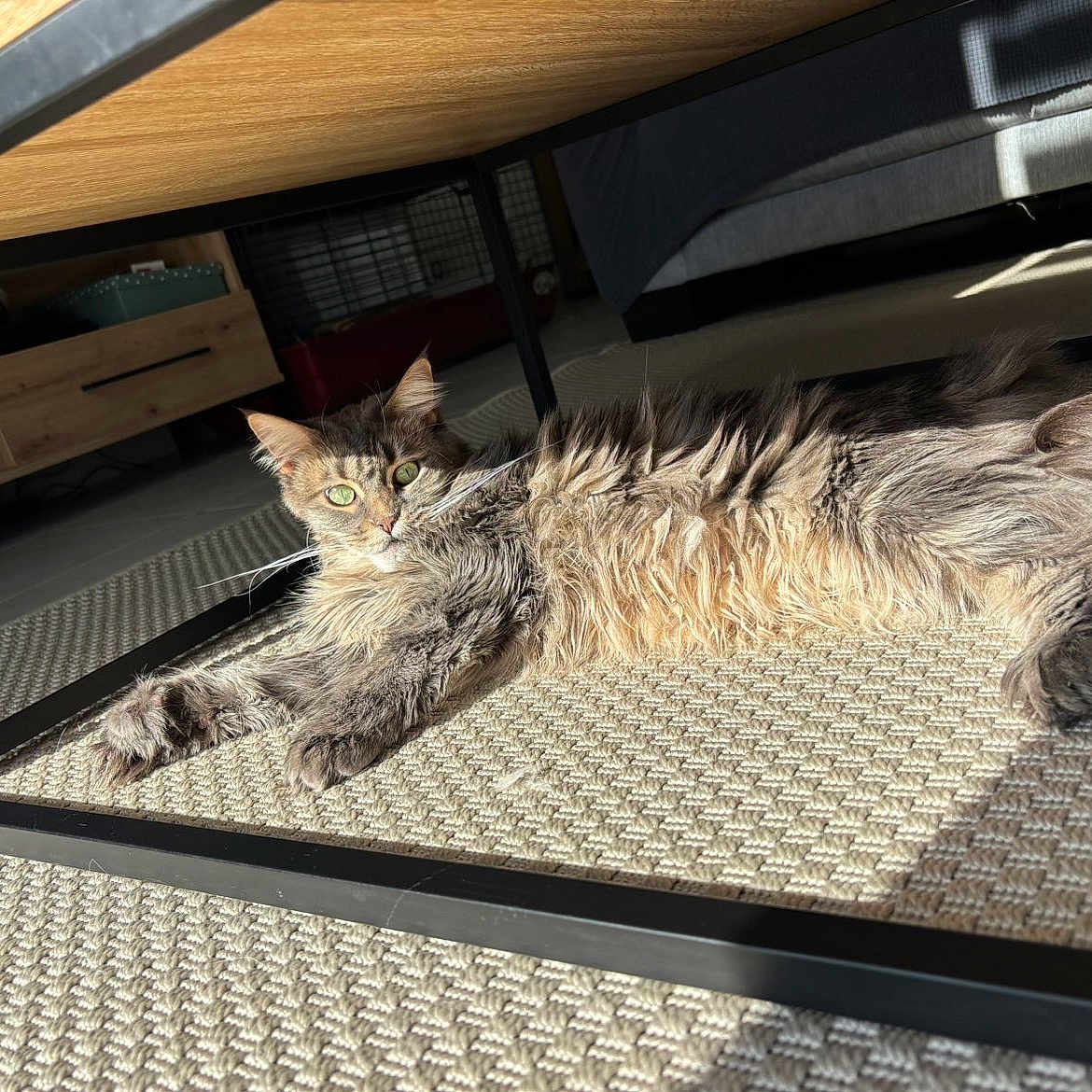 Tsuki participe au concours pour gagner de l'argent avec cette photo : animal, carpet, cat, cozy, curious, floor, fur, furniture, green_eyes, home, indoor, living_room, long_hair, pet, relaxed, resting, shadow, sunlight, table, wood