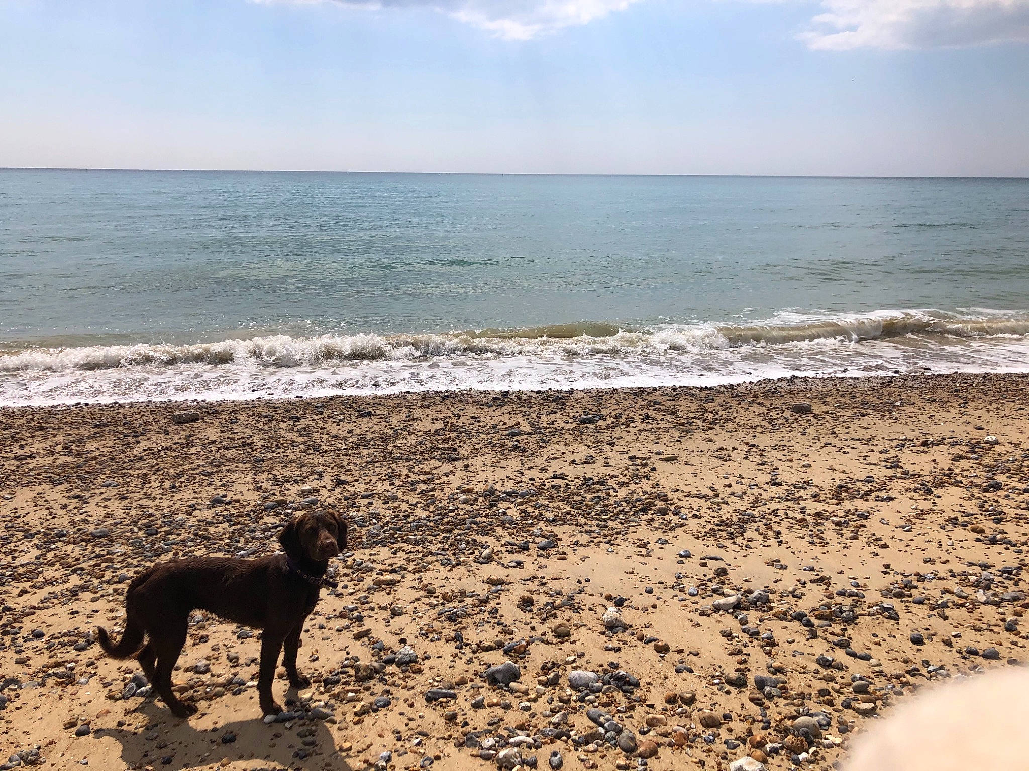 Jessie joined the competition — help win amazing prizes! azure, beach, calm, carnivore, cloud, coastal_and_oceanic_landforms, dog, dog_breed, fawn, horizon, landscape, morning, sand, sky, sporting_group, sunlight, water, wind_wave, wood, working_animal