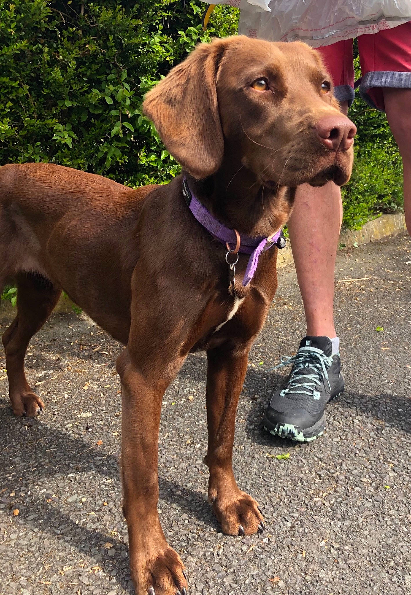 Jessie is registered to the contest to win money with this photo: carnivore, collar, companion_dog, dog, dog_breed, dog_collar, dog_supply, fashion_accessory, fawn, gun_dog, leash, liver, pet_supply, plant, shorts, snout, sporting_group, terrestrial_animal, working_animal, working_dog